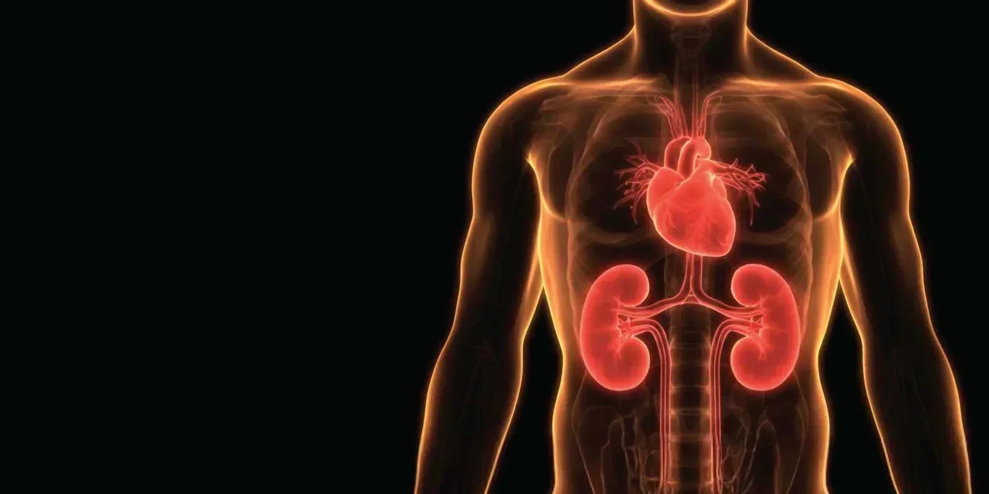 What Is a uACR Test? Understanding Your Kidney's Signal