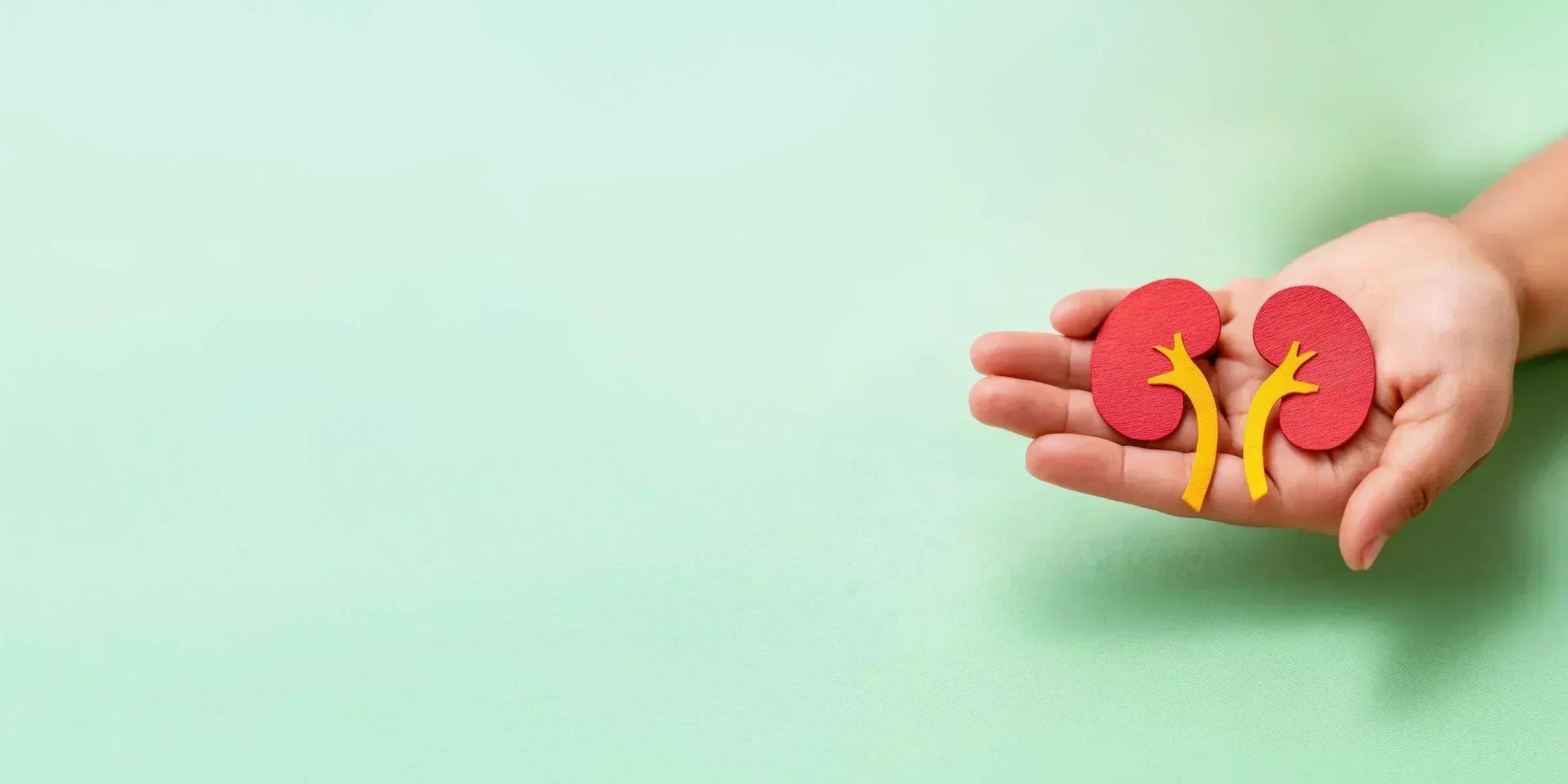 7 Essential Keys to Understanding and Improving Kidney Health