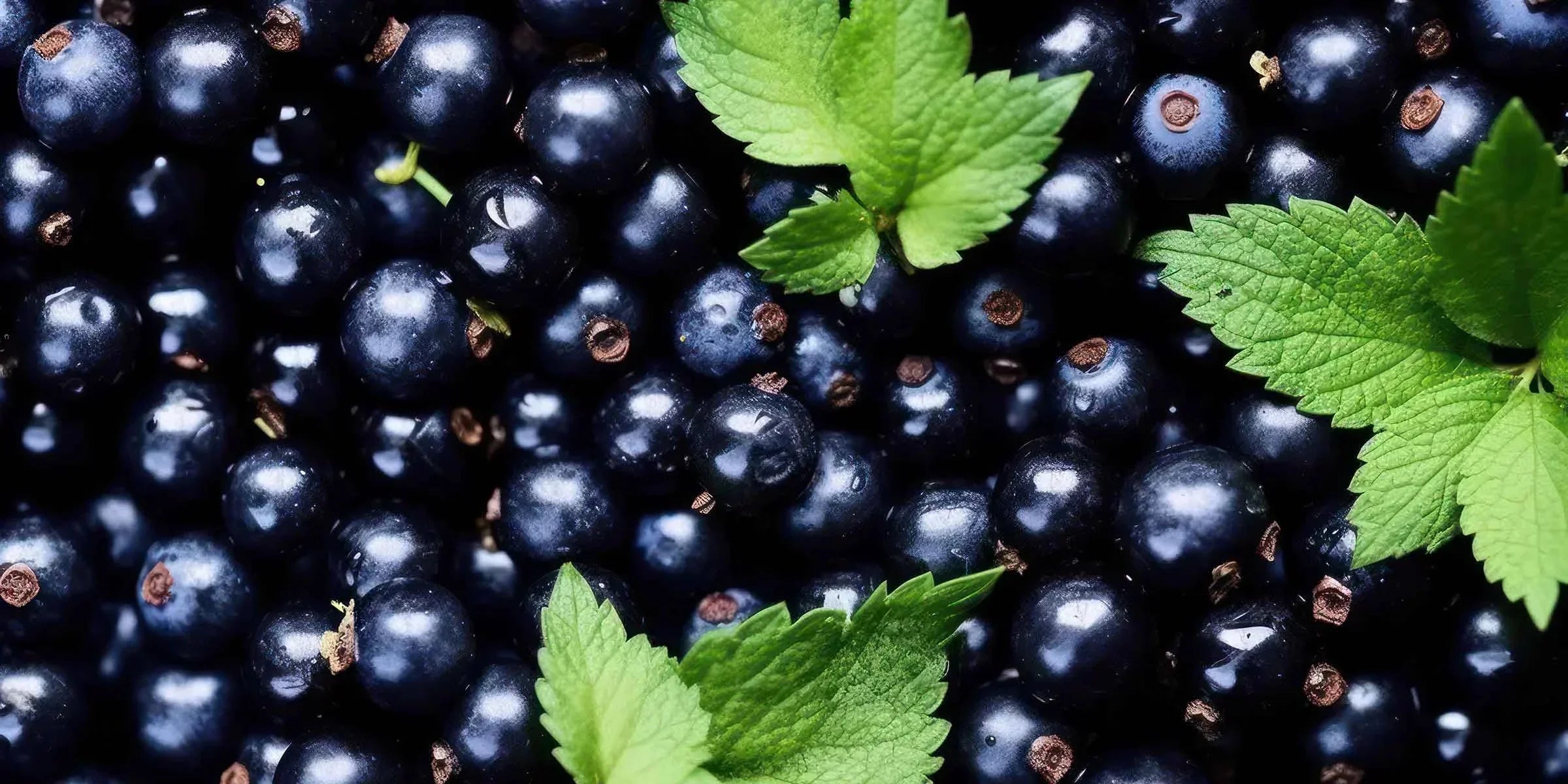 Boosting Your Immune System: The Role of Kidney Health