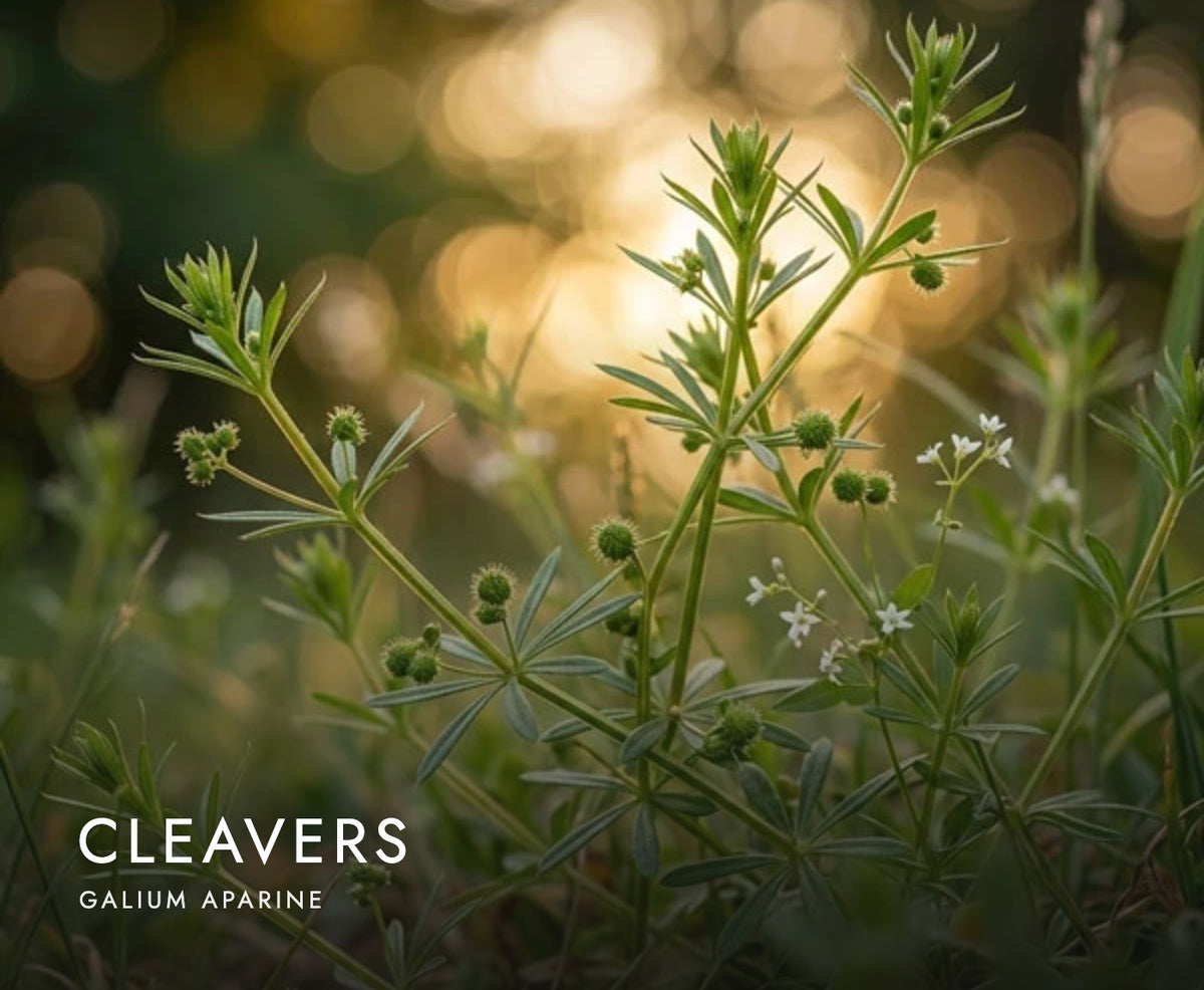 Cleavers (Galium aparine), a botanical in Axobotanica Targeted Prostate Flow