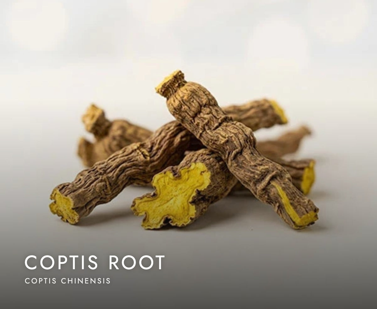 Coptis root (Coptis chinensis), a botanical in Axobotanica Targeted Prostate Flow