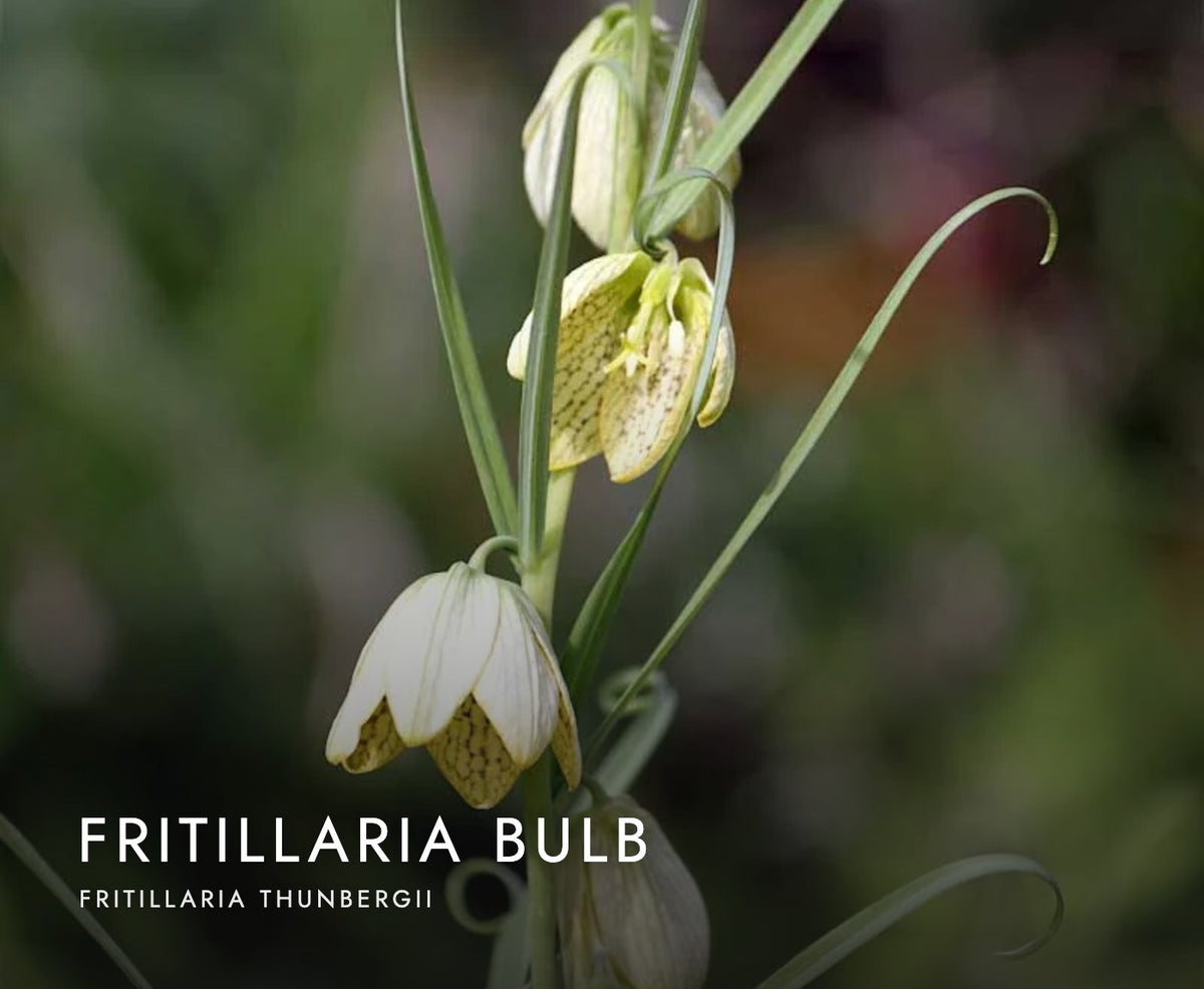Fritillaria thunbergii bulb, a botanical in Axobotanica Targeted Prostate Flow