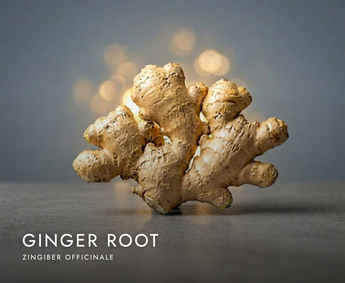 Ginger root (Zingiber officinale), a botanical in Axobotanica Targeted Prostate Flow