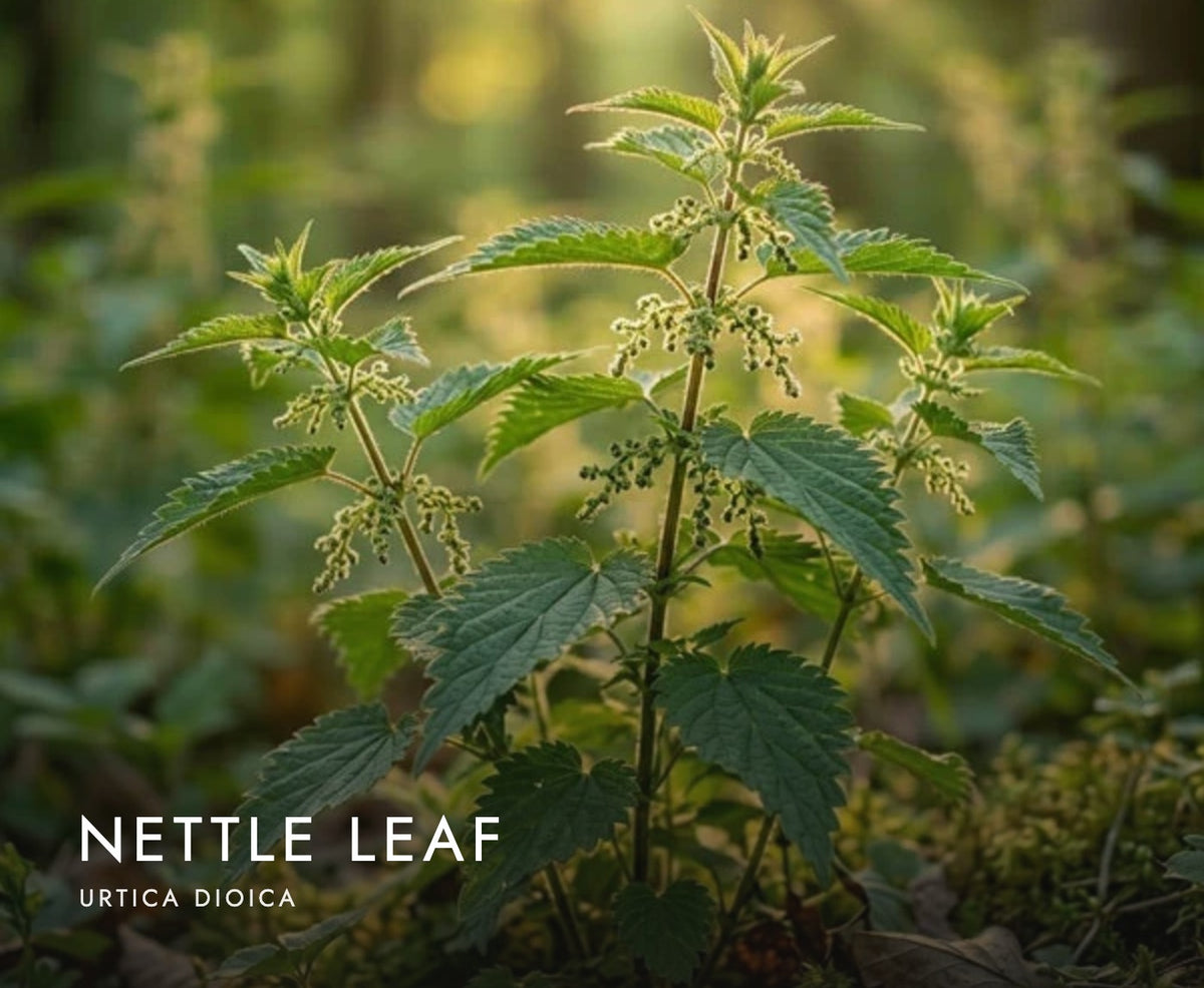 Nettle leaf (Urtica dioica), a botanical in Axobotanica Targeted Prostate Flow