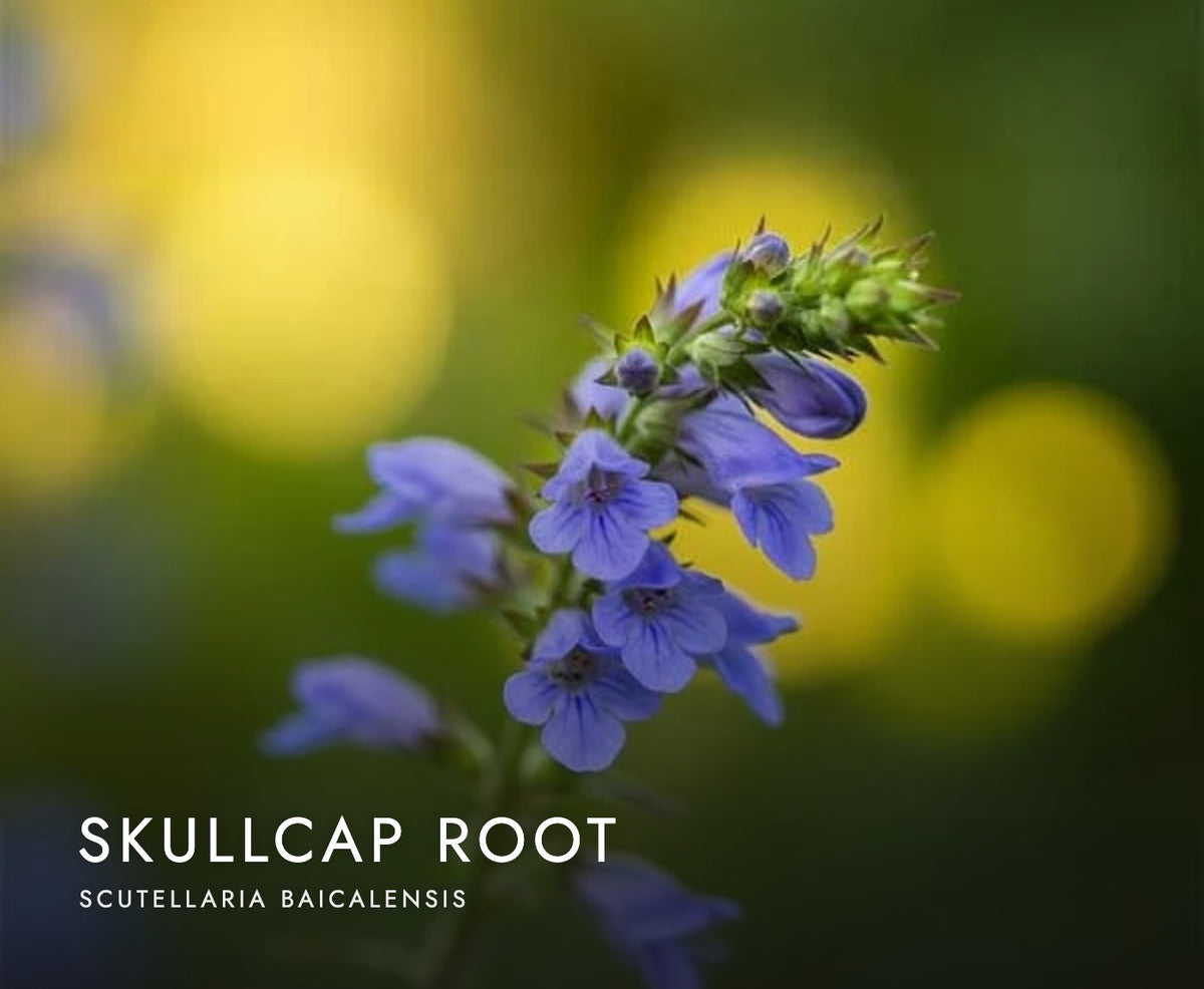 Chinese skullcap root (Scutellaria baicalensis), a botanical in Axobotanica Targeted Prostate Flow