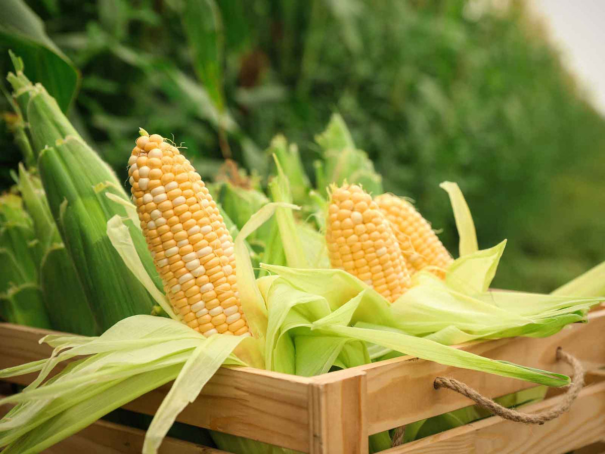 Ears of corn in a wooden crate in a cornfield, the source of corn silk