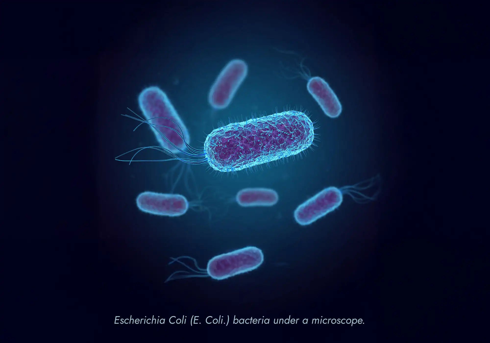 E. coli bacteria under the microscope