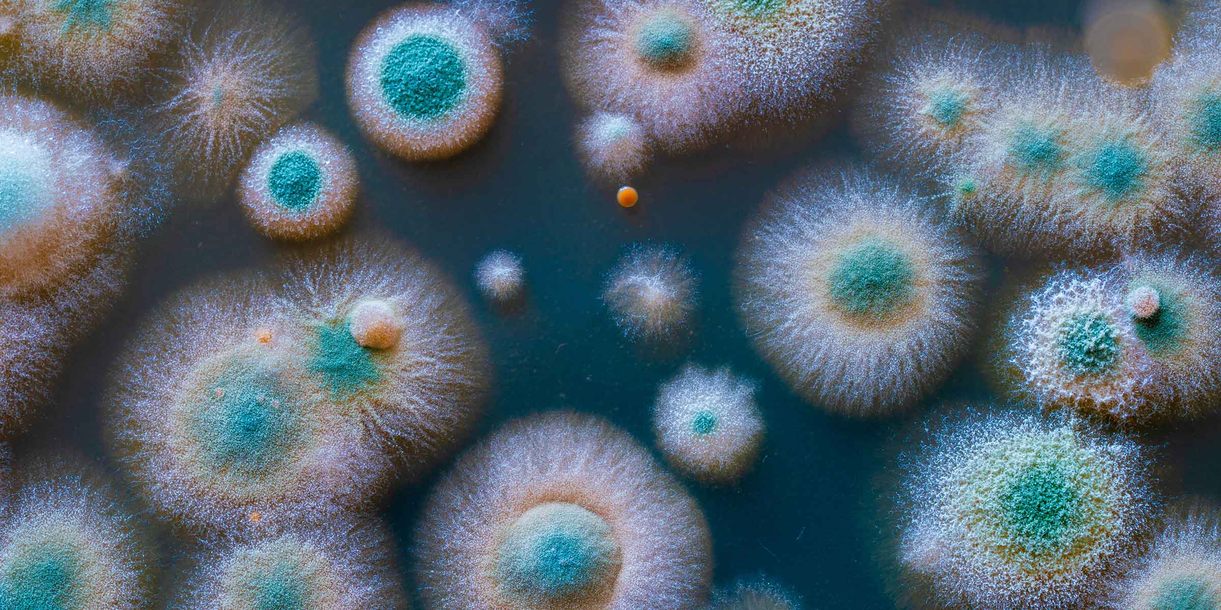 A microscopic view of various round mold colonies in shades of blue, green, and white, representing mycotoxins