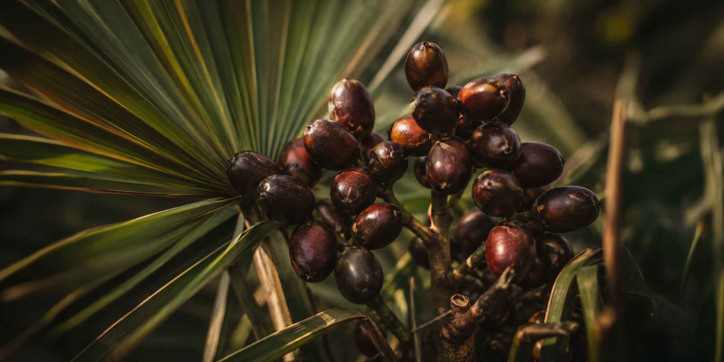 Saw palmetto berries and fronds, the plant behind the popular prostate supplemen