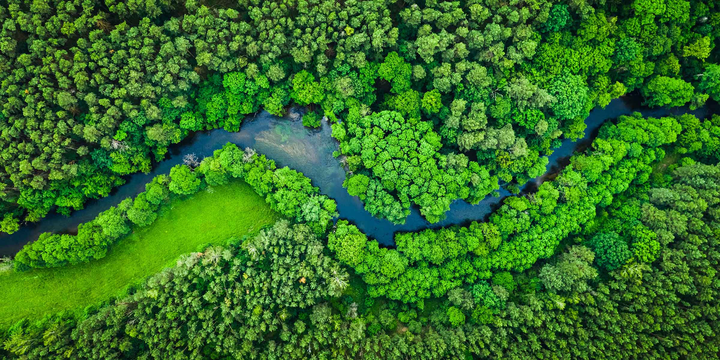 Aerial image of bright green forest with river running through. 