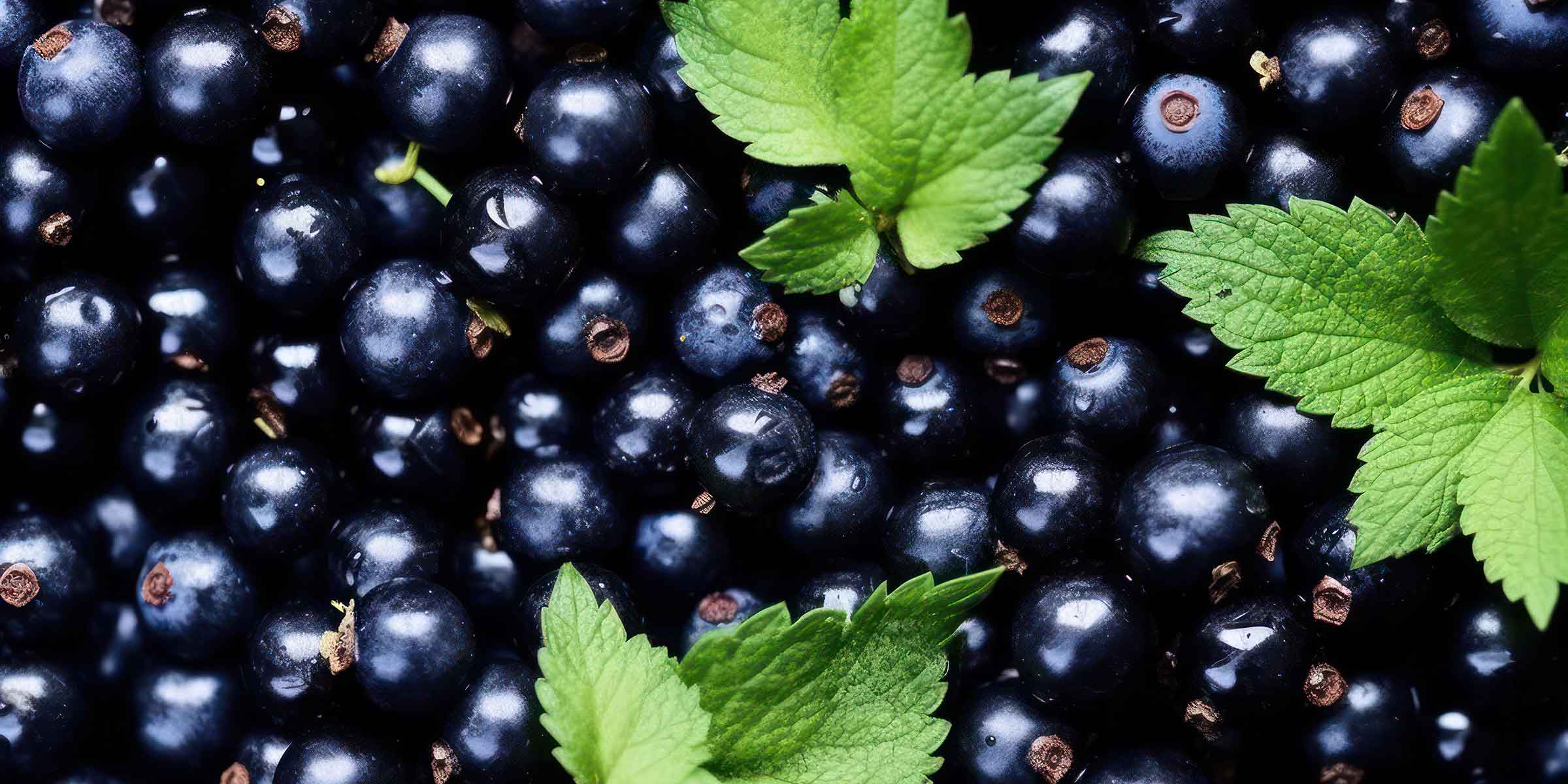 Image of black currants with green leaves