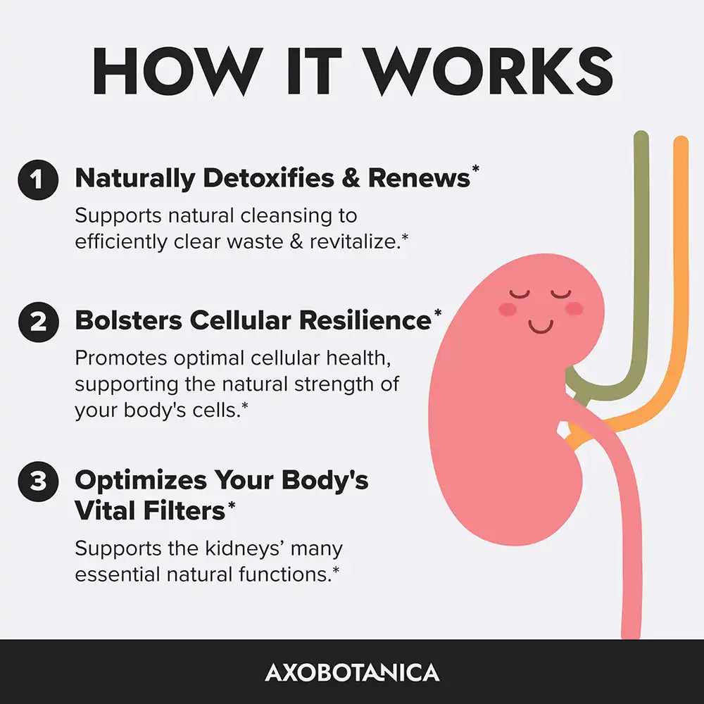 Kidney illustration and how it works