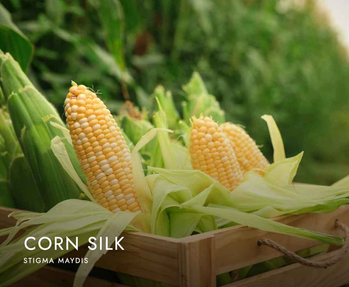 Fresh ears of corn in a wooden crate, the source of the corn silk in Axobotanica Advanced Kidney Support