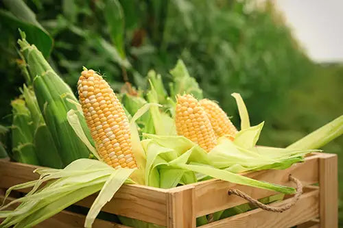 Fresh corn in a wooden basket outside