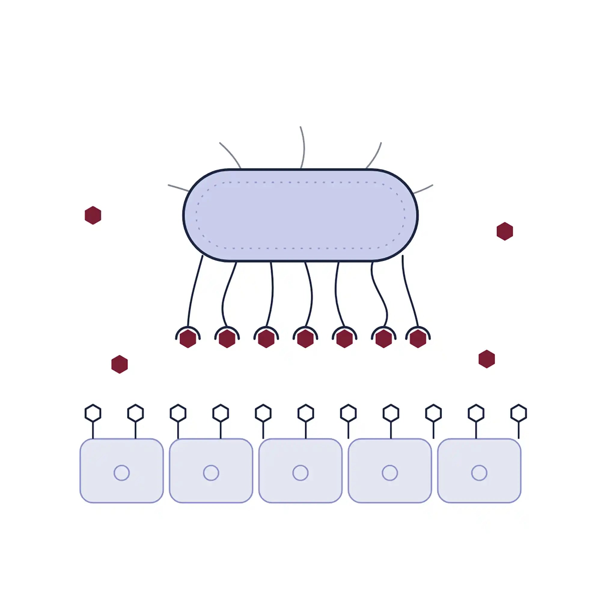 Illustration of an E. coli bacterium coated with D-mannose, unable to stick to the urinary tract wall