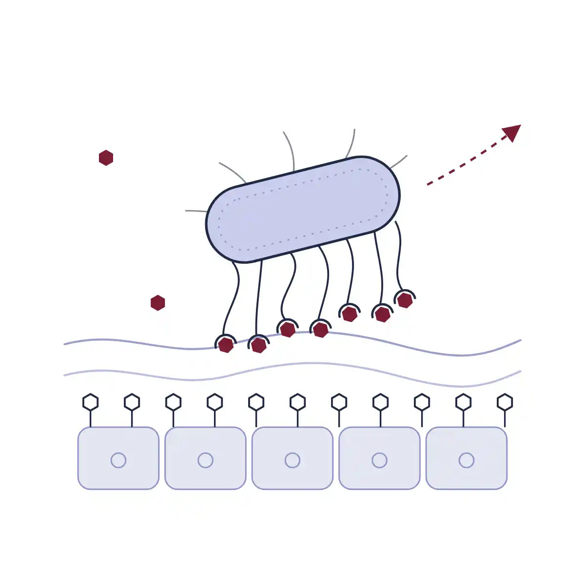 Illustration of D-mannose-bound E. coli being flushed away from the urinary tract wall