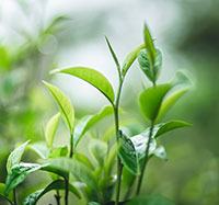 Close-up of green leaves with a blurred natural background